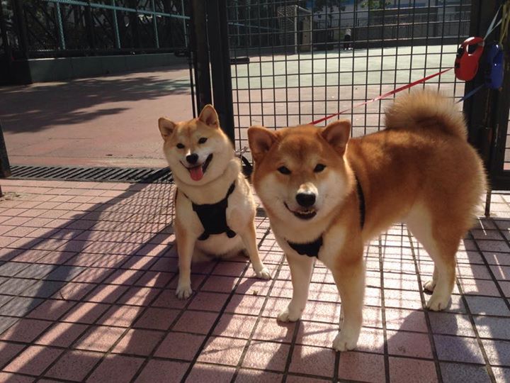 败者的火焰,当奥恰洛夫在团队失利中点燃赛场