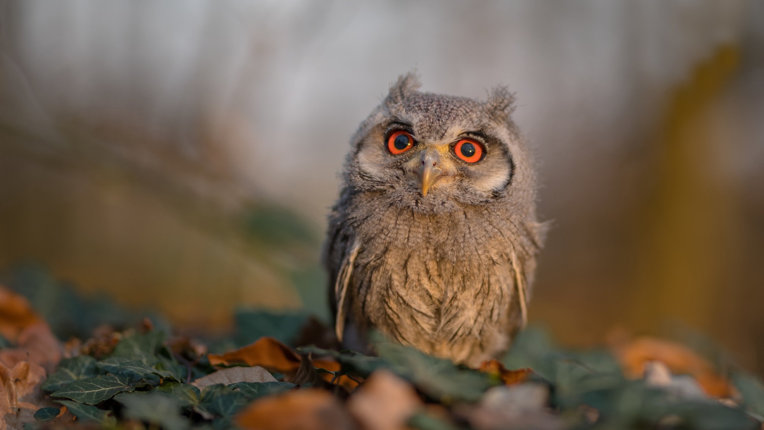 爱游戏下载-波斯铁骑绝境逆袭，穆勒时刻改写比赛剧本