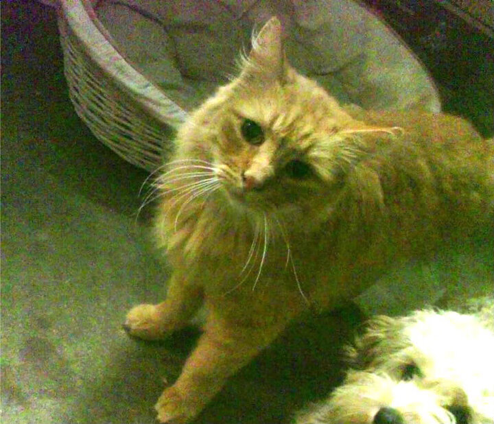 卡塞米罗终场核爆！突尼斯生死战绝境抢走勒沃库森胜利果实