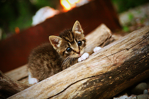 2026世界杯焦点战,活塞式防守绞杀奇才,决胜局争议带走胜利