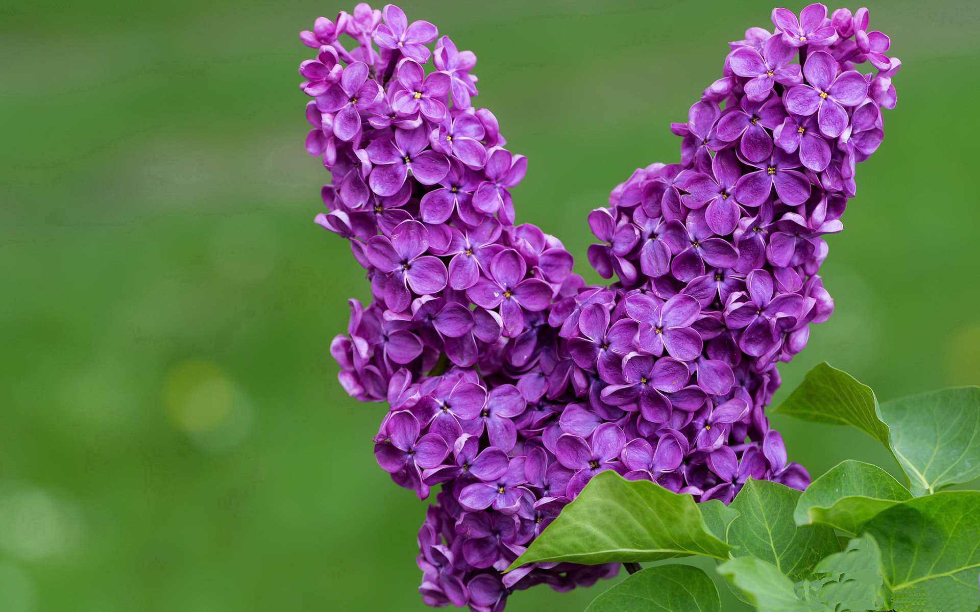 曼城强势拿下佛罗伦萨，白色闪电孙兴慜宣告，这不是结局，是序曲