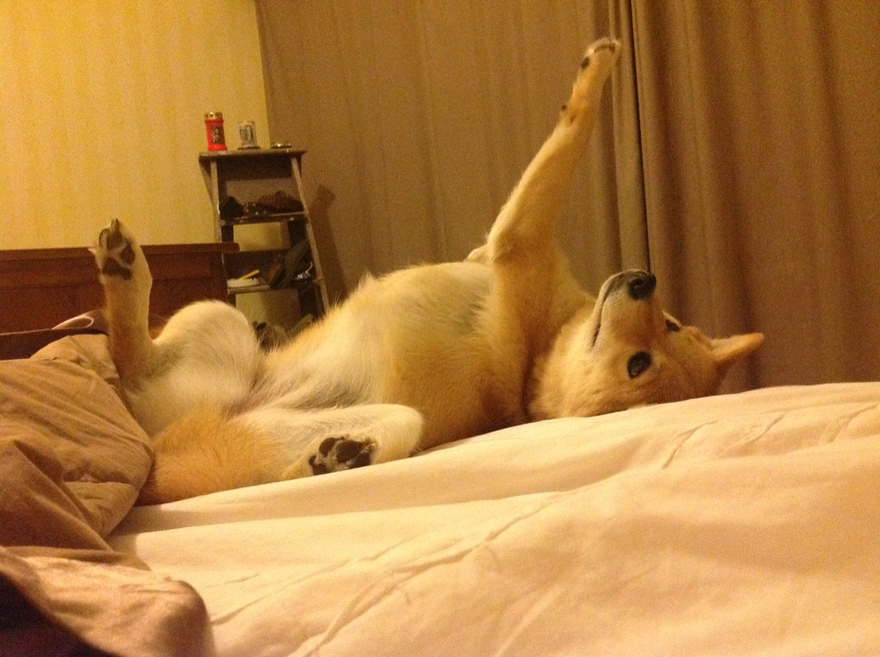 爱游戏娱乐-数据盛宴与战术围猎，当西亚卡姆化身凯撒，辽宁铁骑如何上演东方征服