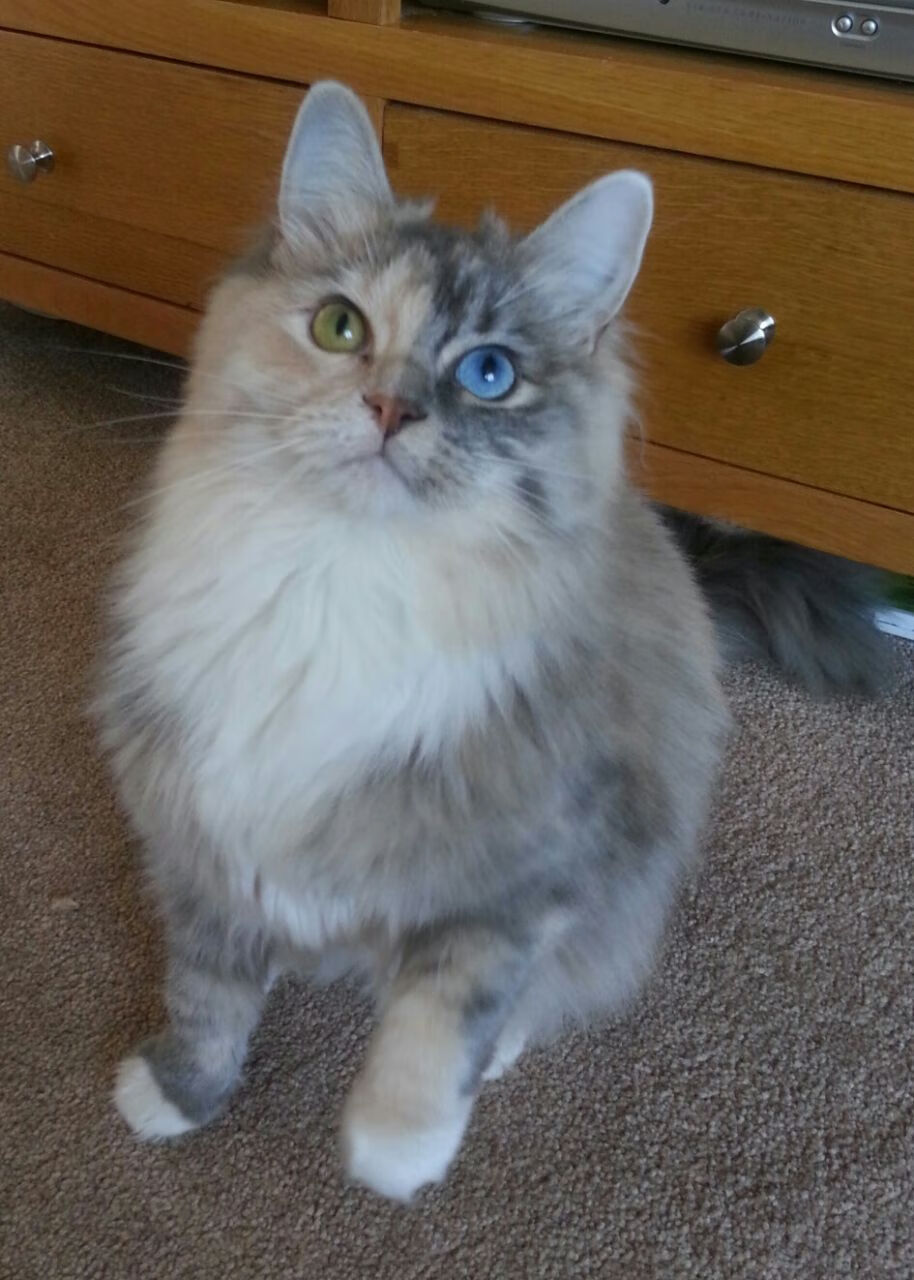 巴斯托尼节奏完全掌控，法国队轻松拿下加拿大，一场战术革新的胜利