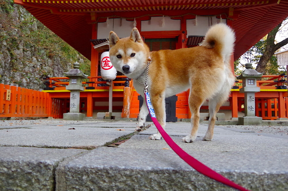 爱游戏官方入口-欧冠决赛般的博弈，浙江队如何以精密节奏掌控战胜辽宁队？