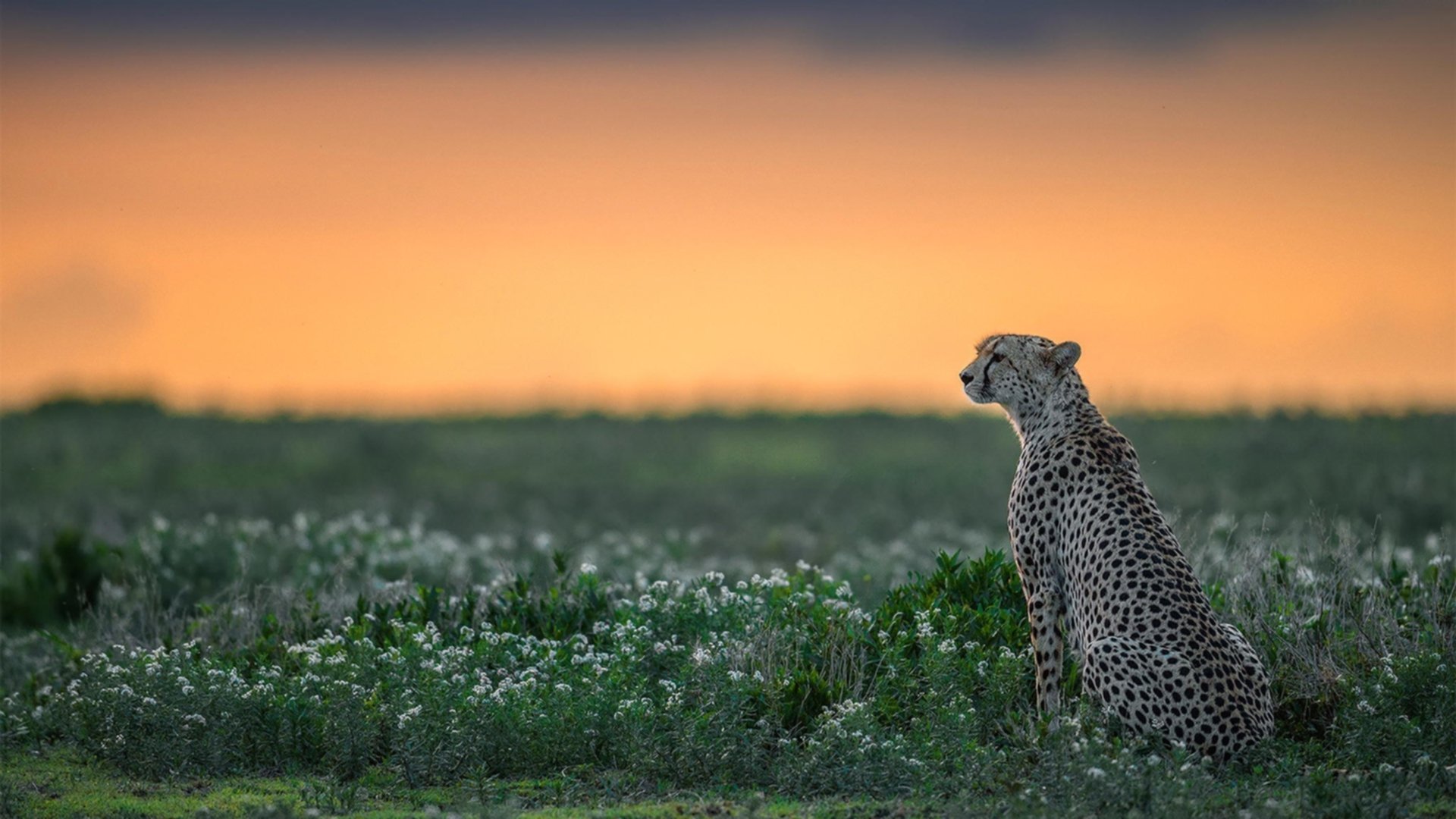 武切维奇的时差,当深圳体育馆响起击败勇士的呐喊
