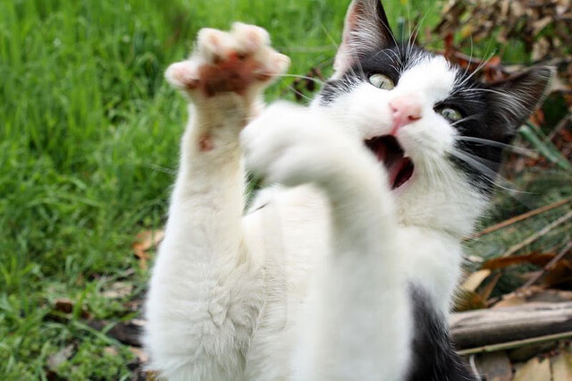 爱游戏娱乐-铁闸封天，范戴克以一座移动堡垒的姿态，制霸安菲尔德之夜