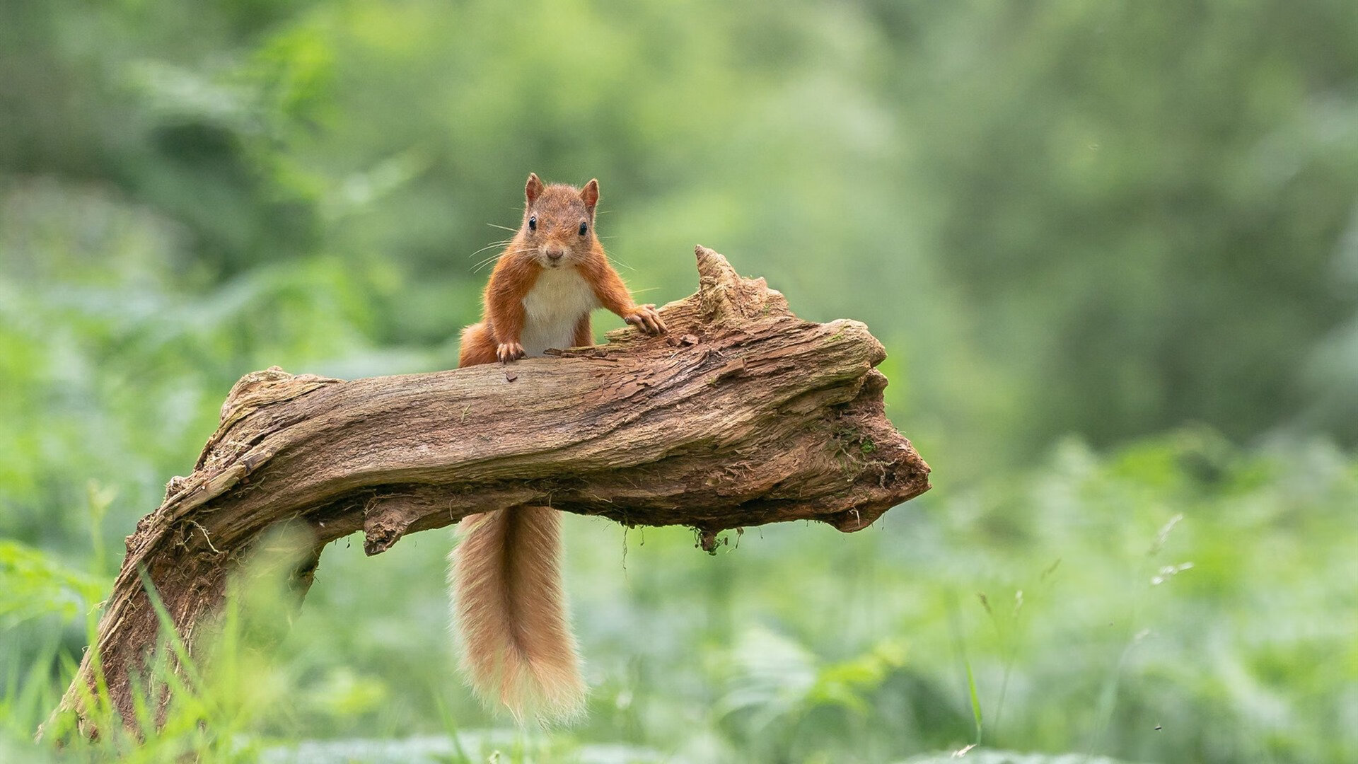 爱游戏下载-当山西队打出约基奇式比赛，淘汰赛过关背后的中国篮球启示